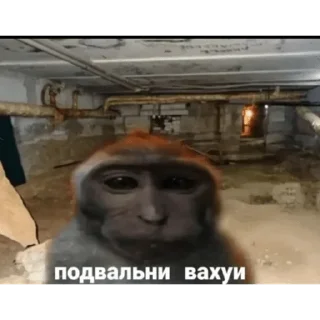 Telegram sticker 🐵 Набор стикеров от @Ctikerubot