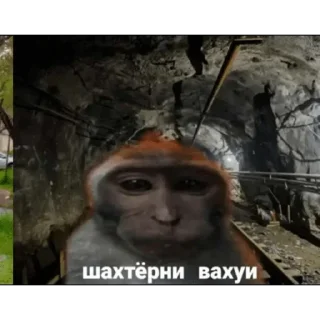Video sticker 🐵 Набор стикеров от @Ctikerubot