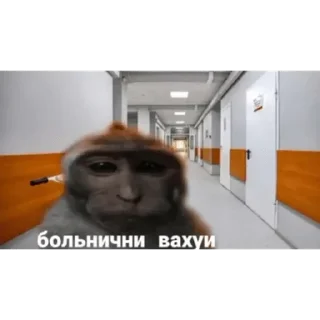 Telegram sticker 🐵 Набор стикеров от @Ctikerubot