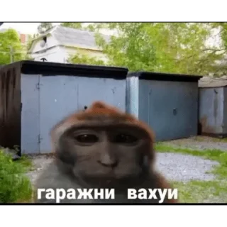 Sticker 🐵 Набор стикеров от @Ctikerubot