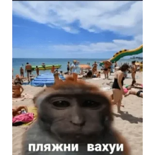 Telegram sticker 🐵 Набор стикеров от @Ctikerubot