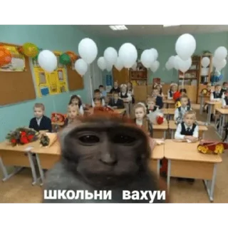 Video sticker 🐵 Набор стикеров от @Ctikerubot