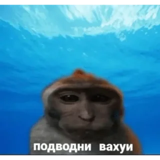 Telegram sticker 🐵 Набор стикеров от @Ctikerubot
