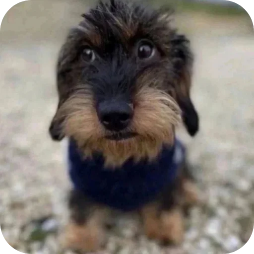 Sticker 🐶 лауэбуб