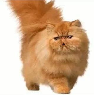 Video sticker 🌟 Otcocu :: @fStikBot