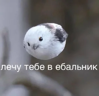 Sticker 😠 stickers3 :: @fStikBot