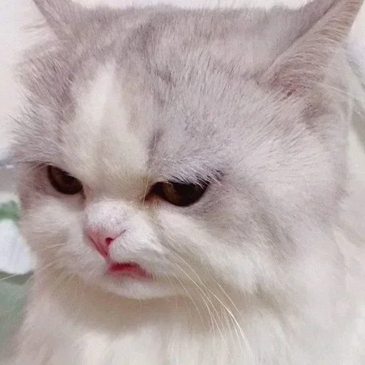 Telegram sticker ✨ (@NewPackBot)🌱 مالک پک @Ronak_ak استفاده از این پک حرام است.