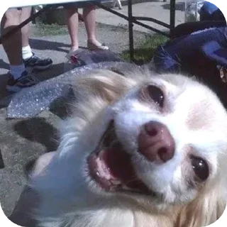 Video sticker 😜 Dr Baizhu Slay