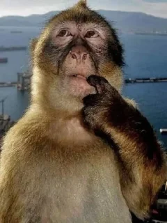 Video sticker 🌟 Картель