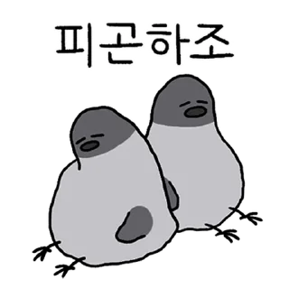 Telegram sticker 💬 구구구구! 비둘기다조! By @KakaoEmoticon