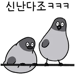 Sticker 💬 구구구구! 비둘기다조! By @KakaoEmoticon
