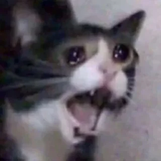 Video sticker 😿 AHMED