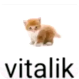 Video sticker 🐱 @frenixx