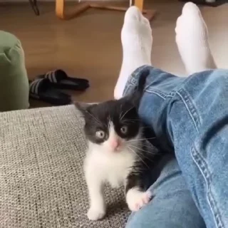 Video sticker 🤪 @StiPack : More Sticker😍