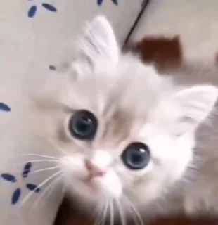 Video sticker 😇 @StiPack : More Sticker😍