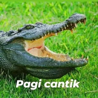 Telegram sticker 😁 stiker buaya