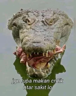 Telegram sticker 🤤 stiker buaya