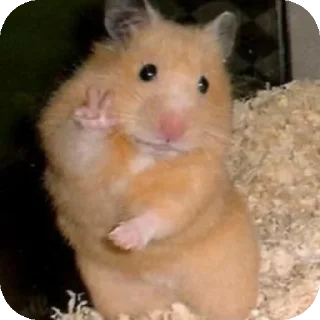 Video sticker 🤲 Cuteness