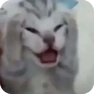 Telegram sticker 🥴 Cuteness