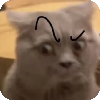 Video sticker 🐱 Cuteness