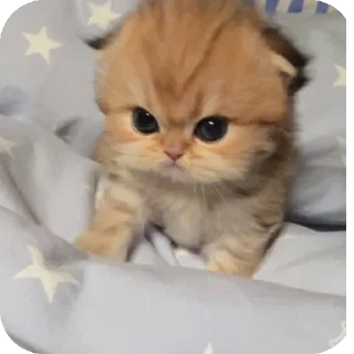 Telegram sticker 🐱 Cuteness