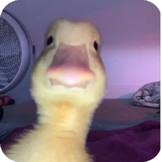 Video sticker 🐦 Cuteness