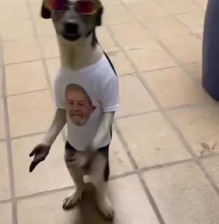 Video sticker 🌟 De Jeff :: @fStikBot