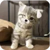 Video sticker 🐱 nya ➜ @emoji1