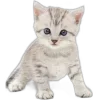 Video sticker 🌟 nya ➜ @emoji1