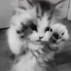 Video sticker 🥺 nya ➜ @emoji1