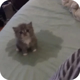 Video sticker 🐱 lin yellow with pride @hielolz