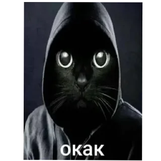 Video sticker 🐱 Больше стиков тут: @stikery4