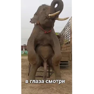 Telegram stiker 🗿 StickerPack by @roman_volkov1999 !