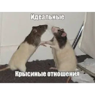 Video sticker 👍 стрим 27-28.12.2025