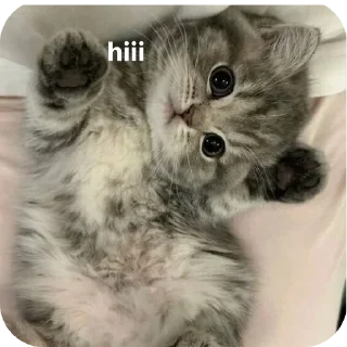 Телеграм стикер 🐱 ยึ้ย