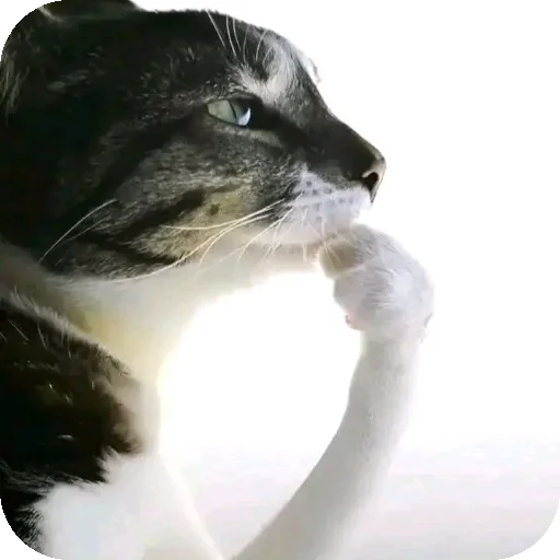 Sticker 🐱 блядинки