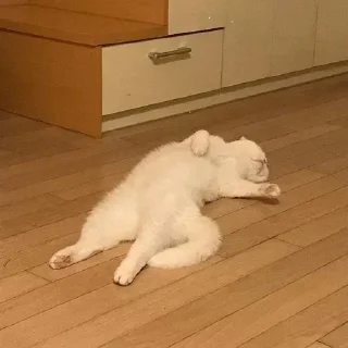 Телеграм стикер 🐈‍⬛ Cat (real)