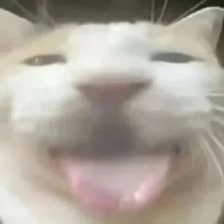 Телеграм стикер 😛 Cat (real)