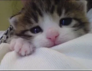 Телеграм стикер 🐈‍⬛ Cat (real)