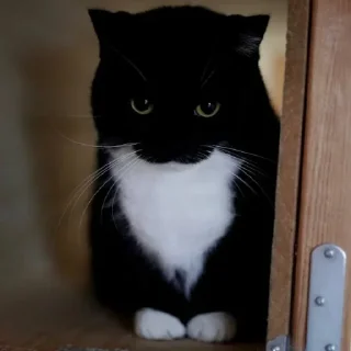 Video sticker 😼 Cat (real)