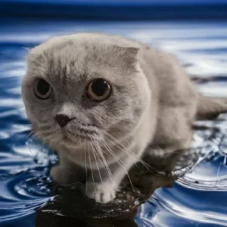 Телеграм стикер 😰 Cat (real)