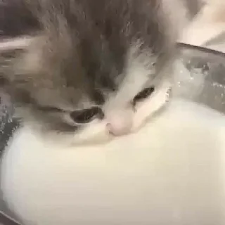 Телеграм стикер 🥛 Cat (real)