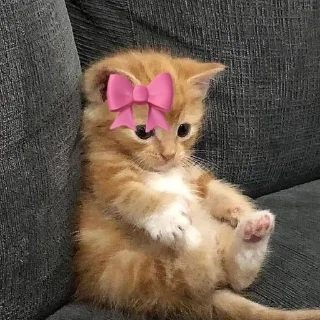 Телеграм стикер 🎀 Cat (real)