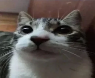 Video sticker 🌟 Cat (real)
