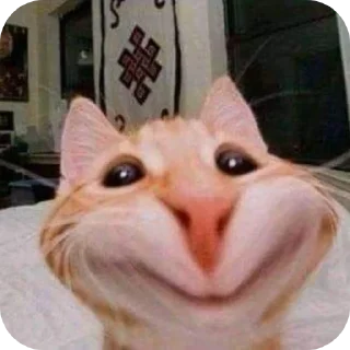 Sticker 🐱 Love😳🖤o