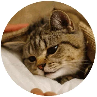 Telegram sticker 😒 Больше стикеров тут: @stikery_emodzi_memy