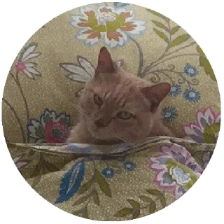 Telegram sticker 😒 Больше стикеров тут: @stikery_emodzi_memy