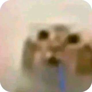 Video sticker 🤤 Gatinhos @MKKLMRR PACK(15)