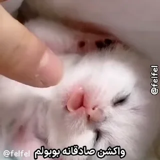 Video sticker 🌶 @felfel بـوبـولم