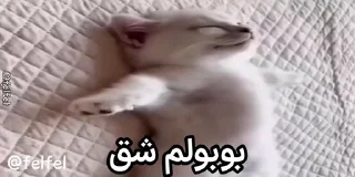 Video sticker 🌶 @felfel بـوبـولم